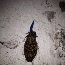 大阪ゴルフ場裏　2時間のエギングでコウイカ8ハイ　同行者はアオリも