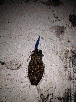 大阪ゴルフ場裏　2時間のエギングでコウイカ8ハイ　同行者はアオリも