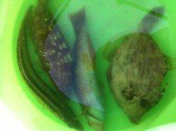 和歌浦漁港で足元ズボ釣り　珍しい魚も釣れました