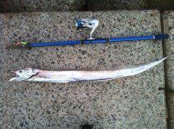 貝塚で太刀魚のキビナゴ釣り　惜しい99cmの指4本サイズ！