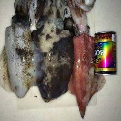 養老　夜のエギングでケンサキ・コウイカ・アオリの3目釣り