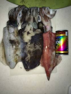 養老　夜のエギングでケンサキ・コウイカ・ア…