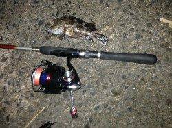 爆風の中アジング　試行錯誤しながらサバが釣れました