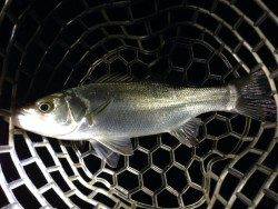 紀ノ川河口、アジングタックルで多魚種狙い！