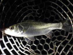 紀ノ川河口、アジングタックルで多魚種狙い！…