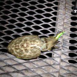 とっとパークとみさき公園前の波止でアオリイカ・コウイカ