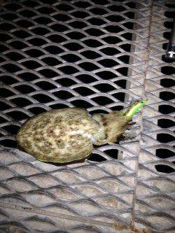 とっとパークとみさき公園前の波止でアオリイカ・コウイカ