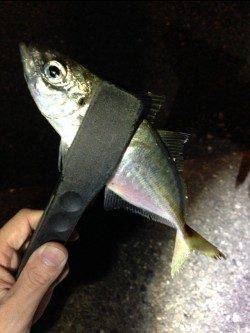 大アジを求めて田辺へアジング釣行　MAX33cm