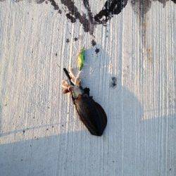 みさき公園裏でエギング　何とかアオリ1パイ　