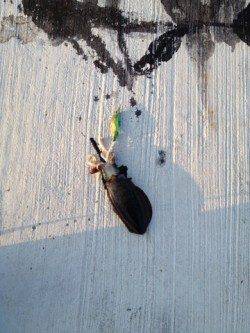 みさき公園裏でエギング　何とかアオリ1パイ　