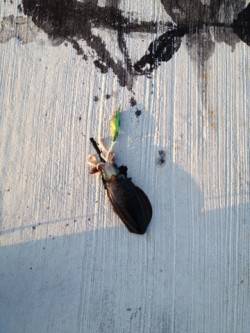 みさき公園裏でエギング　何とかアオリ1パイ…