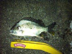 舞洲でのアジング　レギュラーサイズを持ち帰り分だけキープ