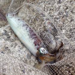 和歌浦漁港、キロサイズまであと少し、アオリの釣果