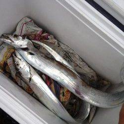 中層付近のスローワインドでタチウオヒット！