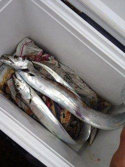 中層付近のスローワインドでタチウオヒット！