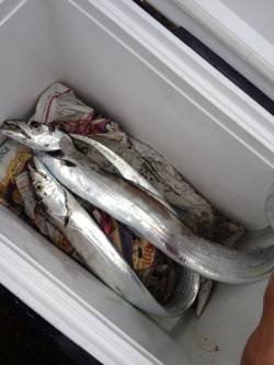 中層付近のスローワインドでタチウオヒット！…