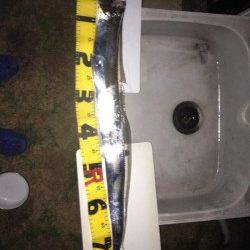 中層付近のスローワインドでタチウオヒット！