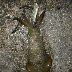 伊根エリアでのエギング、胴長15～28cmと全体的に上がってきました