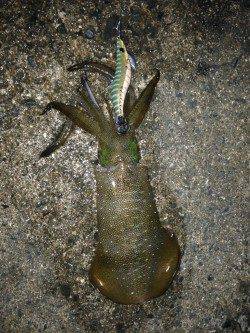 伊根エリアでのエギング、胴長15～28cmと全体的に上がってきました