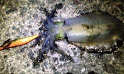 アジュール舞子～西舞子　エギングでアオリ狙…