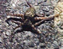 アジュール舞子～西舞子　エギングでアオリ狙い　イイダコの姿も