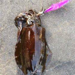舞子でエギング、海底付近を攻めてアオリイカ1.1kg！！
