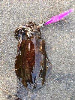 舞子でエギング、海底付近を攻めてアオリイカ1.1kg！！