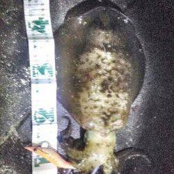 舞子でエギング、海底付近を攻めてアオリイカ1.1kg！！