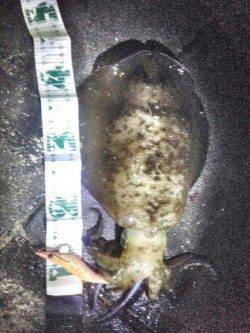 舞子でエギング、海底付近を攻めてアオリイカ1.1kg！！