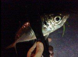 田辺でアジング、25cm4尾と豆アジ入れ食い状態！