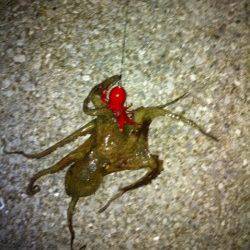 りんくうでタチウオ狙い、ウキにはアタリなくワインドでHIT