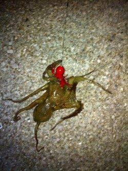 りんくうでタチウオ狙い、ウキにはアタリなくワインドでHIT