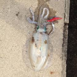 和歌浦漁港、キロサイズまであと少し、アオリ…