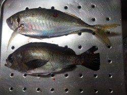 夕方2時間でアオリ3匹コウイカ3匹ゲット！