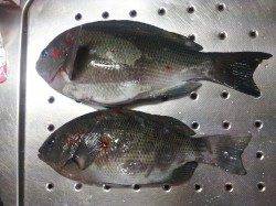 夕方2時間でアオリ3匹コウイカ3匹ゲット！