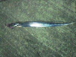 ２時間程でタチウオ12本♪　ワインドが好調でした