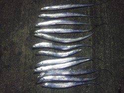 ２時間程でタチウオ12本♪　ワインドが好調でした