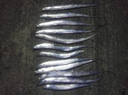 ２時間程でタチウオ12本♪　ワインドが好調…