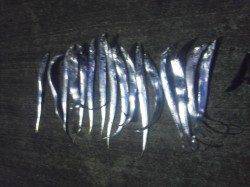 【岸和田タチウオワインド】底付近のアタリが多かったです