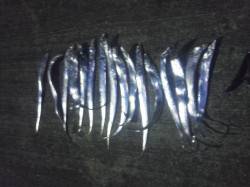 【岸和田タチウオワインド】底付近のアタリが…