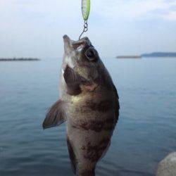 深日漁港にてエギングあきらめた後のメバル