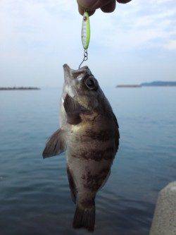 深日漁港にてエギングあきらめた後のメバル