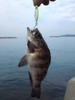 深日漁港にてエギングあきらめた後のメバル