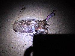 深日漁港　夜中からのエギング釣行でコウイカ　下津ではサビキでアジ