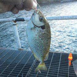 深日漁港　夜中からのエギング釣行でコウイカ　下津ではサビキでアジ