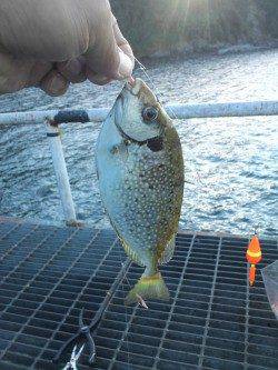 深日漁港　夜中からのエギング釣行でコウイカ　下津ではサビキでアジ