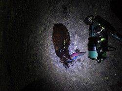 深日漁港でエギング、コウイカの釣果