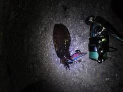 深日漁港でエギング、コウイカの釣果