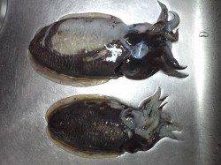 深日漁港でエギング、コウイカの釣果