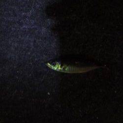 大阪南港でアジング　底でなんとかキープです